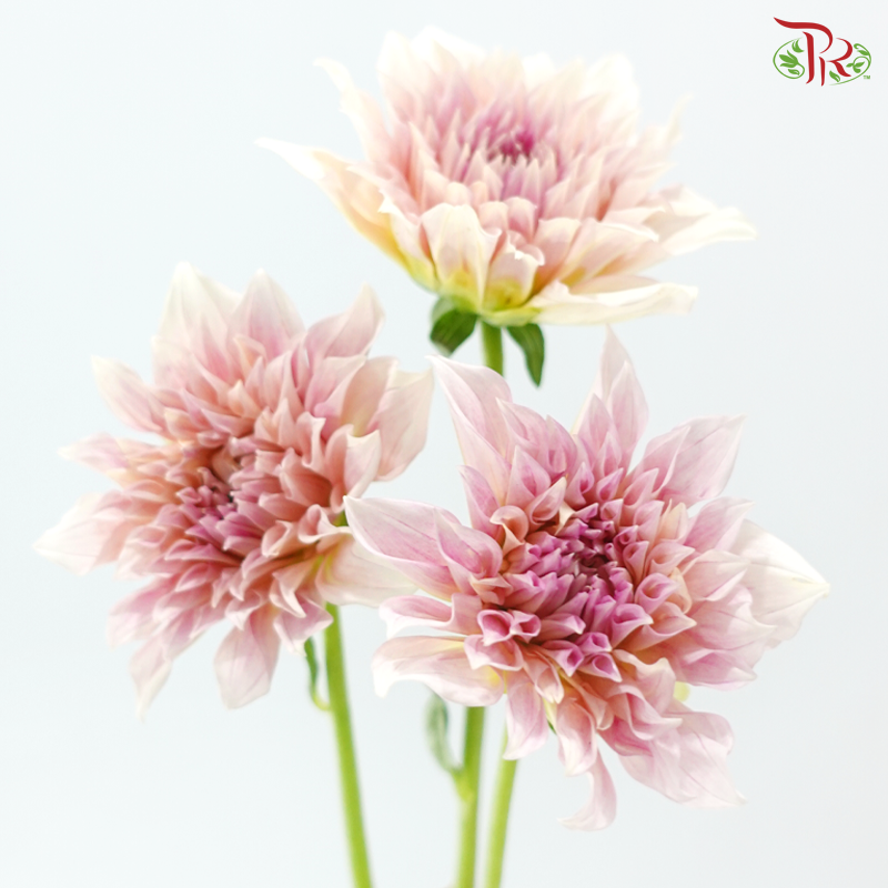 Dahlia Hybrida - Coffee Milk《牛奶咖啡大理花》 (Per Bunch)