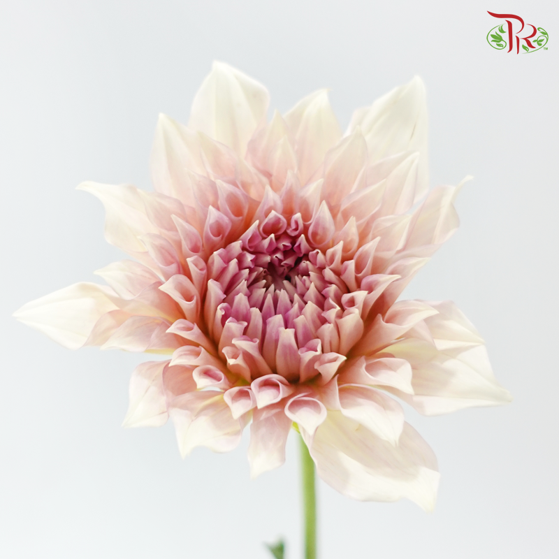 Dahlia Hybrida - Coffee Milk《牛奶咖啡大理花》 (Per Bunch)