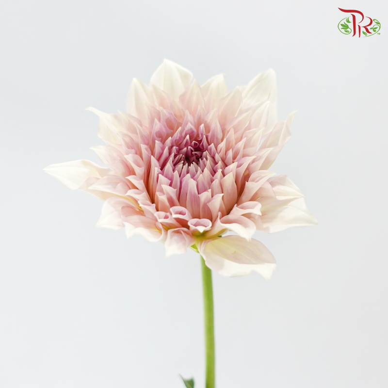 Dahlia Hybrida - Coffee Milk《牛奶咖啡大理花》 (Per Bunch)