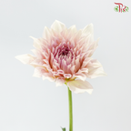 Dahlia Hybrida - Coffee Milk《牛奶咖啡大理花》 (Per Bunch)