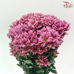 Chrysanthemum Pompom - Daisy Pearly Pink Purple (12 Stems)