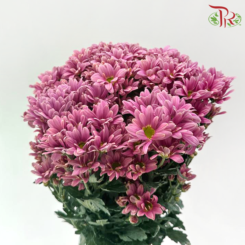 Chrysanthemum Pompom - Daisy Pearly Pink Purple (12 Stems)