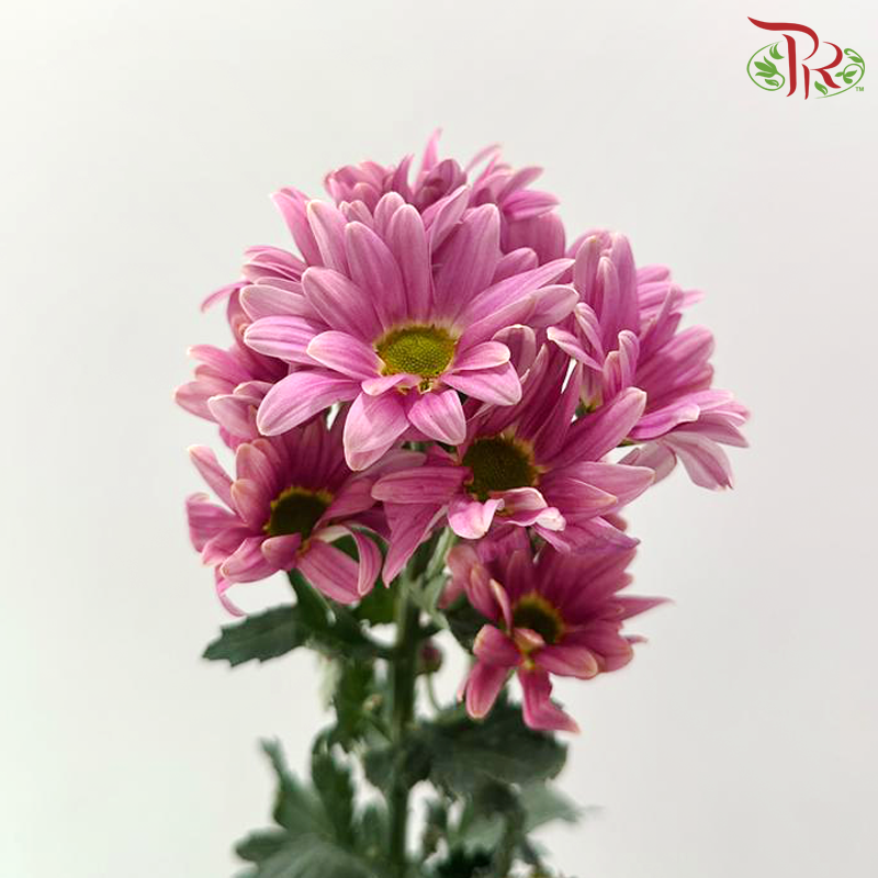 Chrysanthemum Pompom - Daisy Pearly Pink Purple (12 Stems)