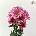 Chrysanthemum Pompom - Daisy Pearly Pink Purple (12 Stems)