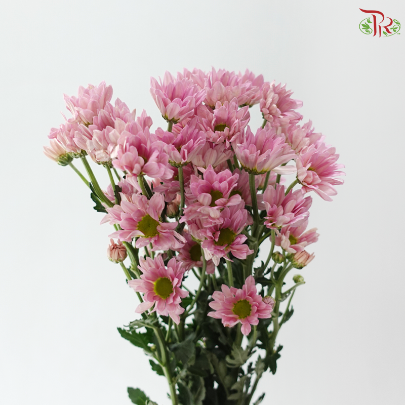 Chrysanthemum Pompom - Resq Chrysanthemum Salmon Pink (10 Stems)