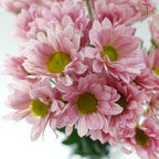 Chrysanthemum Pompom - Resq Chrysanthemum Salmon Pink (10 Stems)