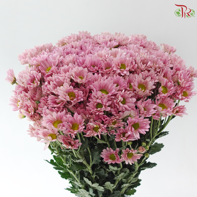 Chrysanthemum Pompom - Resq Chrysanthemum Salmon Pink (10 Stems)
