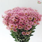 Chrysanthemum Pompom - Resq Chrysanthemum Salmon Pink (10 Stems)