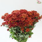 Chrysanthemum Pompom - Daisy Mexicano Red (12 Stems)