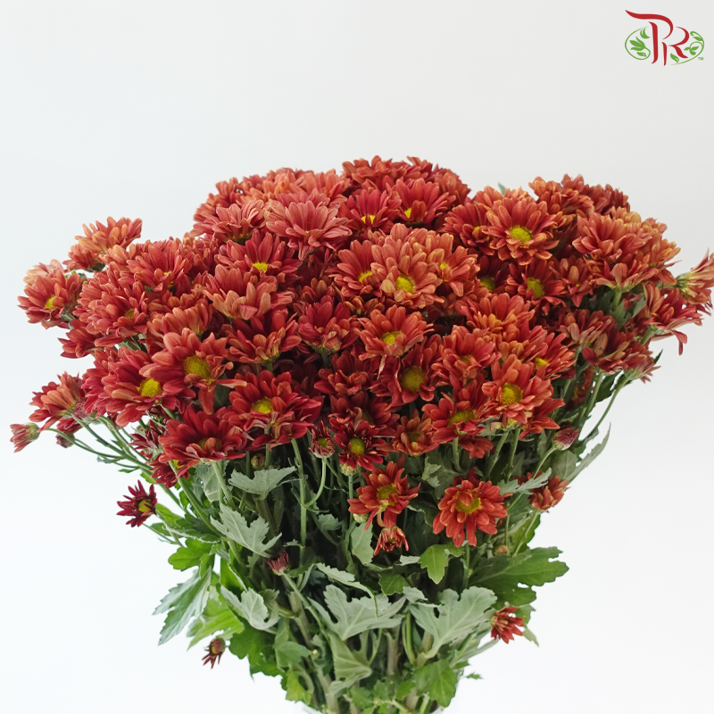 Chrysanthemum Pompom - Daisy Mexicano Red (12 Stems)