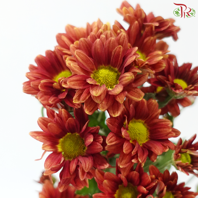 Chrysanthemum Pompom - Daisy Mexicano Red (12 Stems)
