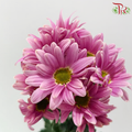 Chrysanthemum Pompom - Daisy Pearly Pink Purple (12 Stems)