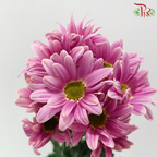 Chrysanthemum Pompom - Daisy Pearly Pink Purple (12 Stems)