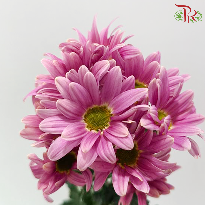 Chrysanthemum Pompom - Daisy Pearly Pink Purple (12 Stems)