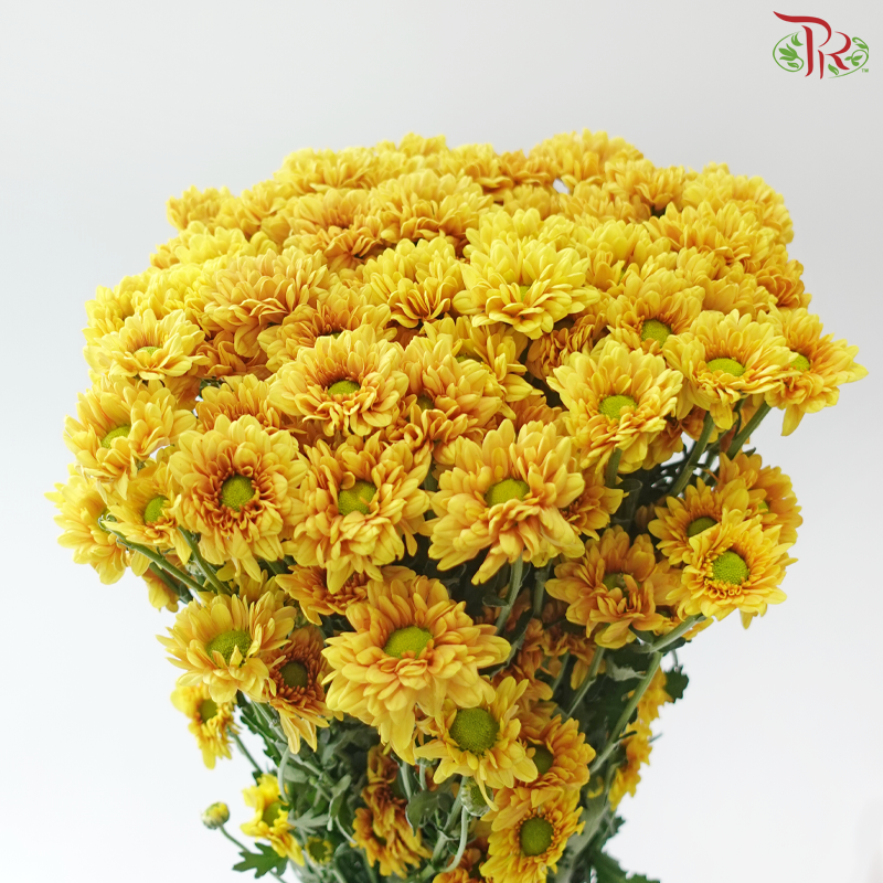 Chrysanthemum Pompom - Daisy Golden Yellow (12 Stems)