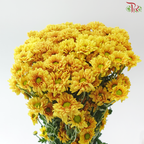 Chrysanthemum Pompom - Daisy Golden Yellow (12 Stems)