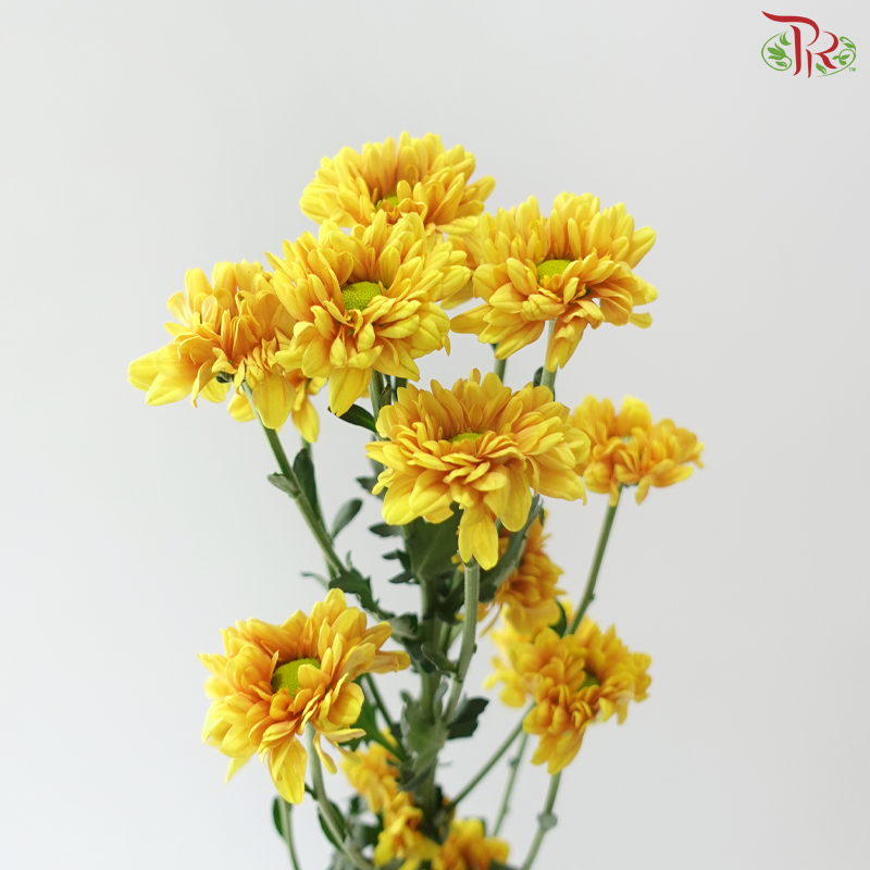 Chrysanthemum Pompom - Daisy Golden Yellow (12 Stems)