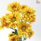 Chrysanthemum Pompom - Daisy Golden Yellow (12 Stems)