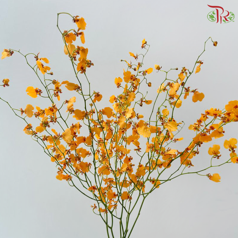 Orchid Oncidium Dancing Lady - Orange (Half Bunch)