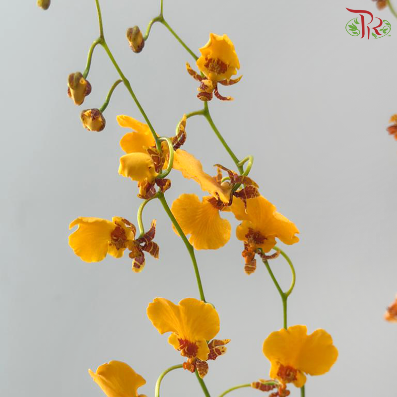 Orchid Oncidium Dancing Lady - Orange (Half Bunch)