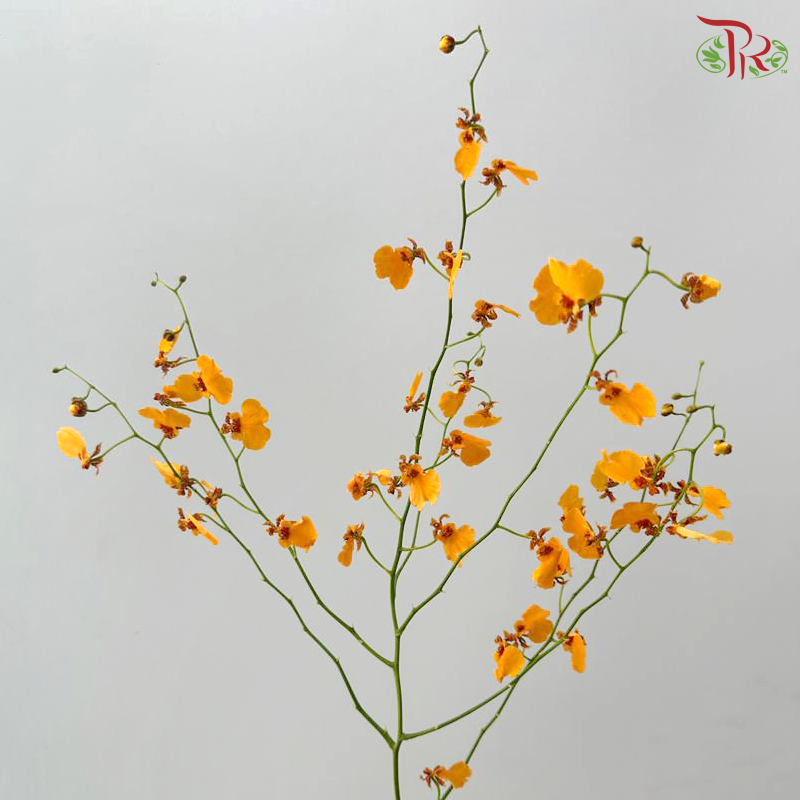 Orchid Oncidium Dancing Lady - Orange (Half Bunch)
