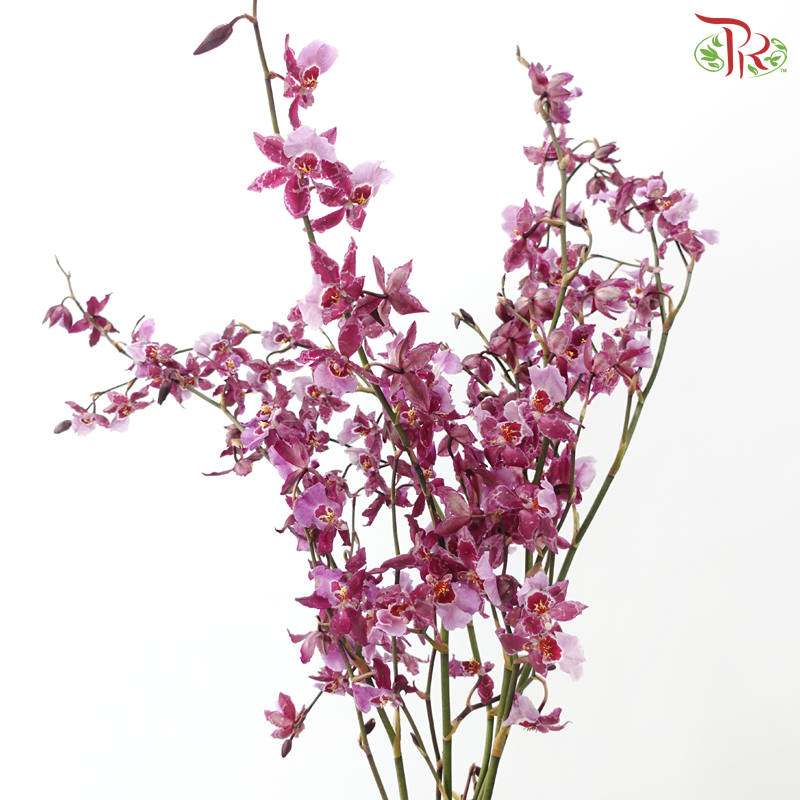Orchid Oncidium Dancing Lady - Purple (Half Bunch)
