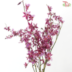 Orchid Oncidium Dancing Lady - Purple (Half Bunch)