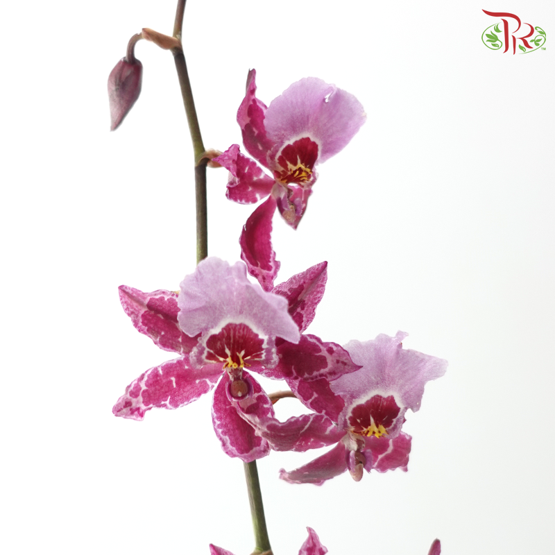Orchid Oncidium Dancing Lady - Purple (Half Bunch)