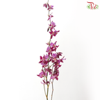 Orchid Oncidium Dancing Lady - Purple (Half Bunch)