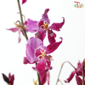 Orchid Oncidium Dancing Lady - Purple (Half Bunch)