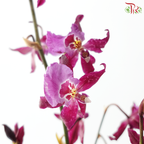 Orchid Oncidium Dancing Lady - Purple (Half Bunch)