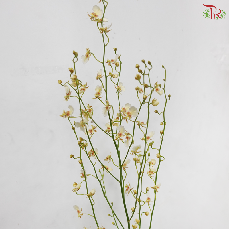 Orchid Oncidium Dancing Lady - Cream White (Half Bunch)