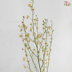 Orchid Oncidium Dancing Lady - Cream White (Half Bunch)