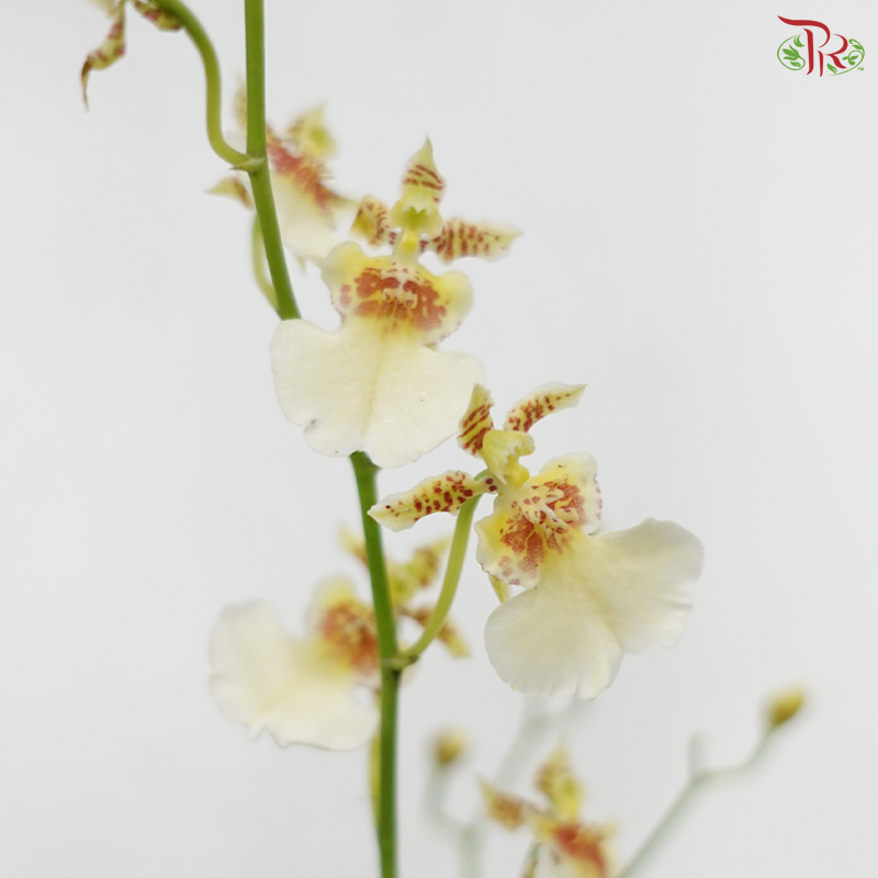 Orchid Oncidium Dancing Lady - Cream White (Half Bunch)