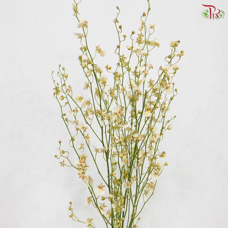 Orchid Oncidium Dancing Lady - Cream White (Half Bunch)