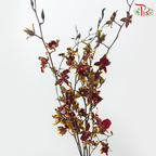 Dancing Lady Oncidium Wildcats (Half Bunch)