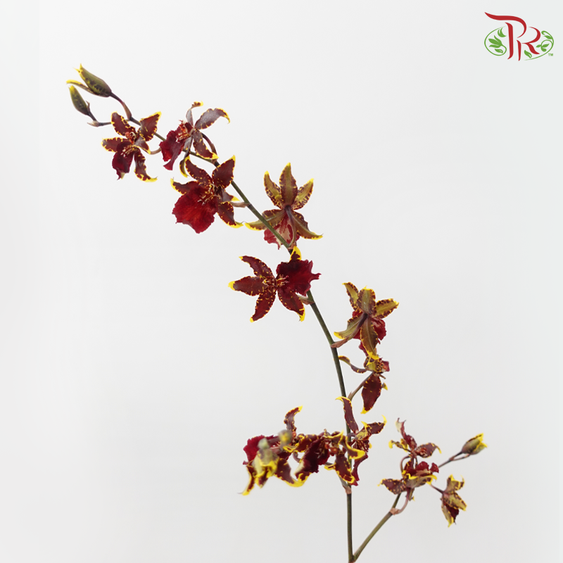 Dancing Lady Oncidium Wildcats (Half Bunch)