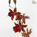 Dancing Lady Oncidium Wildcats (Half Bunch)