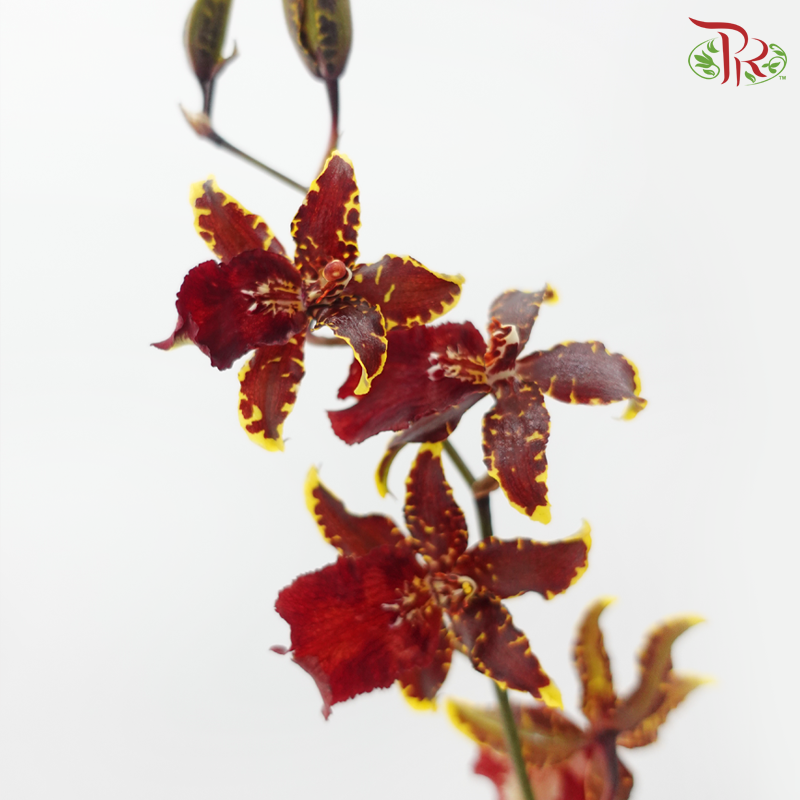 Dancing Lady Oncidium Wildcats (Half Bunch)