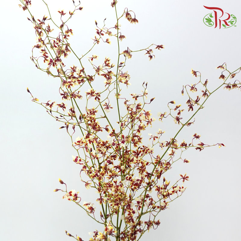 Orchid Oncidium Dancing Lady - Tricolour Light Yellow & Maroon (Half Bunch)