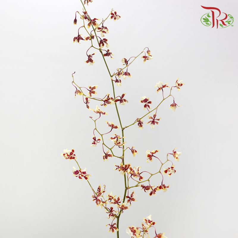 Orchid Oncidium Dancing Lady - Tricolour Light Yellow & Maroon (Half Bunch)