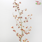 Orchid Oncidium Dancing Lady - Tricolour Light Yellow & Maroon (Half Bunch)