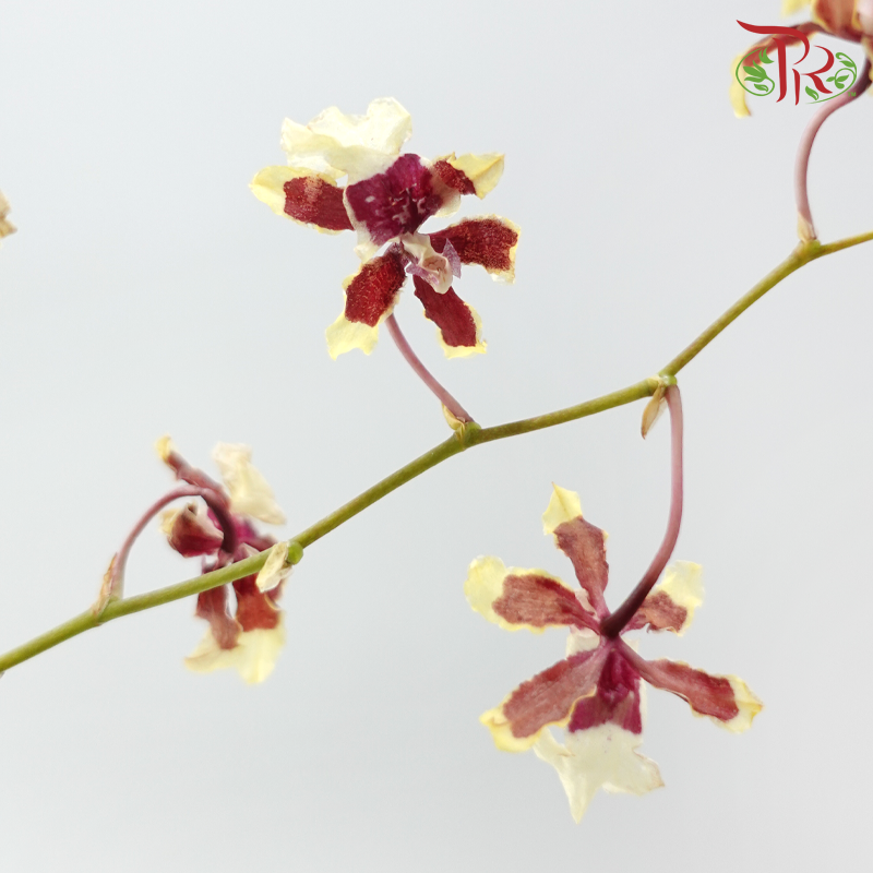 Orchid Oncidium Dancing Lady - Tricolour Light Yellow & Maroon (Half Bunch)