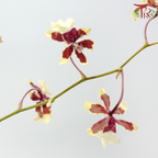 Orchid Oncidium Dancing Lady - Tricolour Light Yellow & Maroon (Half Bunch)