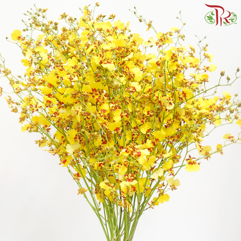 Orchid Oncidium Dancing Lady - Yellow With Red Lips (10 Stems)