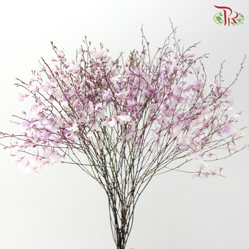 Orchid Oncidium Dancing Lady - Pink (Half Bunch)