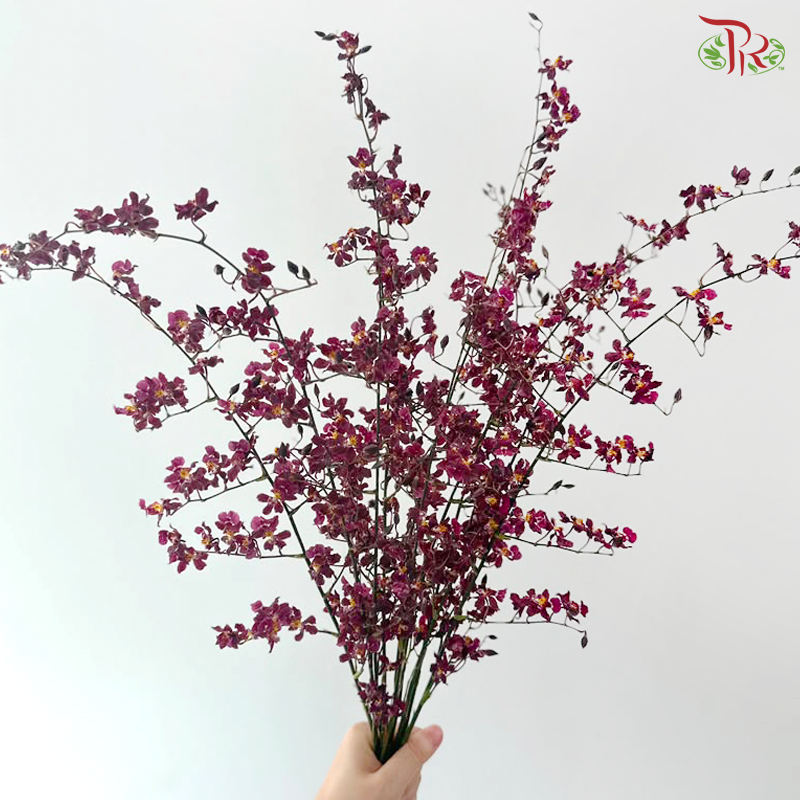 Orchid Oncidium Perfume - Purple With Yellow Heart (S) (10 Stems)