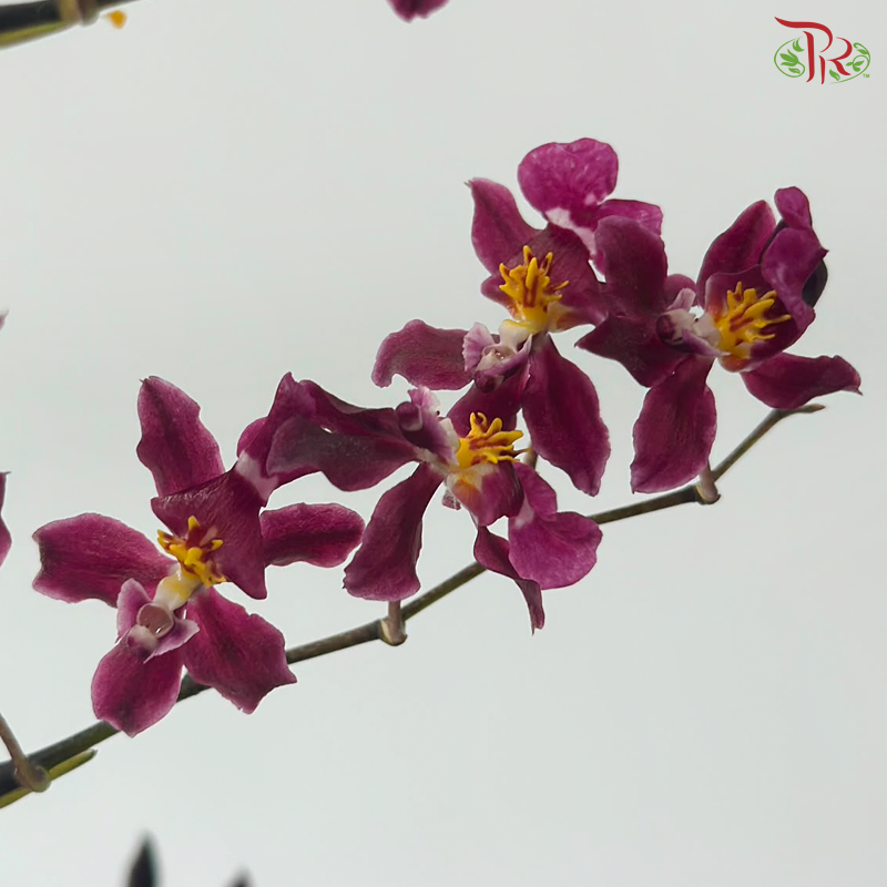 Orchid Oncidium Perfume - Purple With Yellow Heart (S) (10 Stems)
