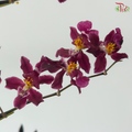 Orchid Oncidium Perfume - Purple With Yellow Heart (S) (10 Stems)