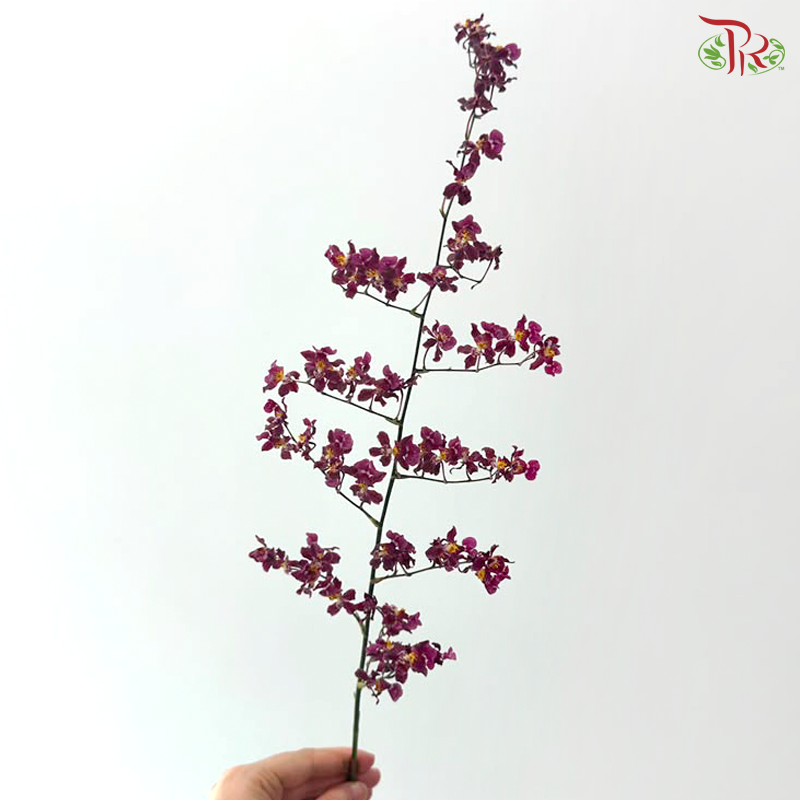 Orchid Oncidium Perfume - Purple With Yellow Heart (S) (10 Stems)